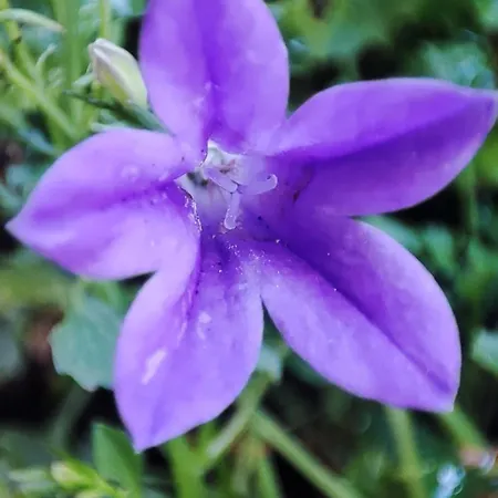 Mare-vara Vendeghaz Magyaregregy