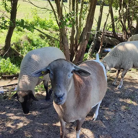 Mare-vara Vendeghaz بيت ضيافة Magyaregregy